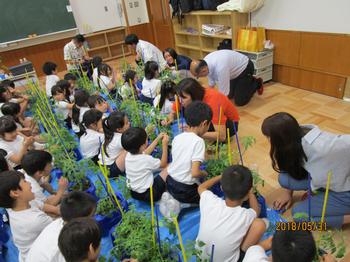 ２年生 デルモンテ トマト塾 日本橋小学校